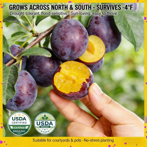 🍑 Heirloom Non-GMO Grafted Plum Tree Live Seeds