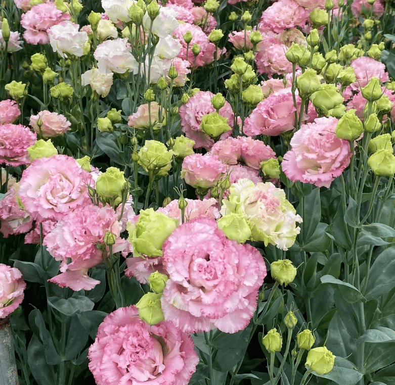 Sowing Lisianthus Flower Seeds for All Seasons🌿Suitable for Beginners