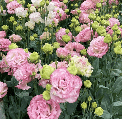 Sowing Lisianthus Flower Seeds for All Seasons🌿Suitable for Beginners