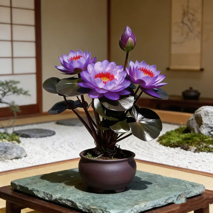 🌸[7 days germination]💐The Sacred Bonsai Bowl Lotus Flower Potted Plant