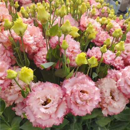 Sowing Lisianthus Flower Seeds for All Seasons🌿Suitable for Beginners