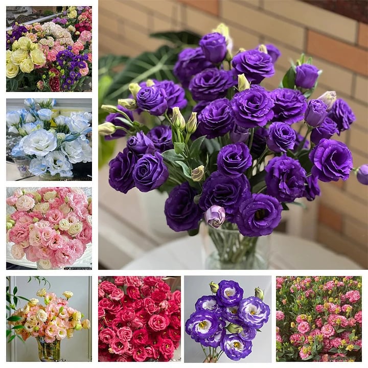 Sowing Lisianthus Flower Seeds for All Seasons🌿Suitable for Beginners