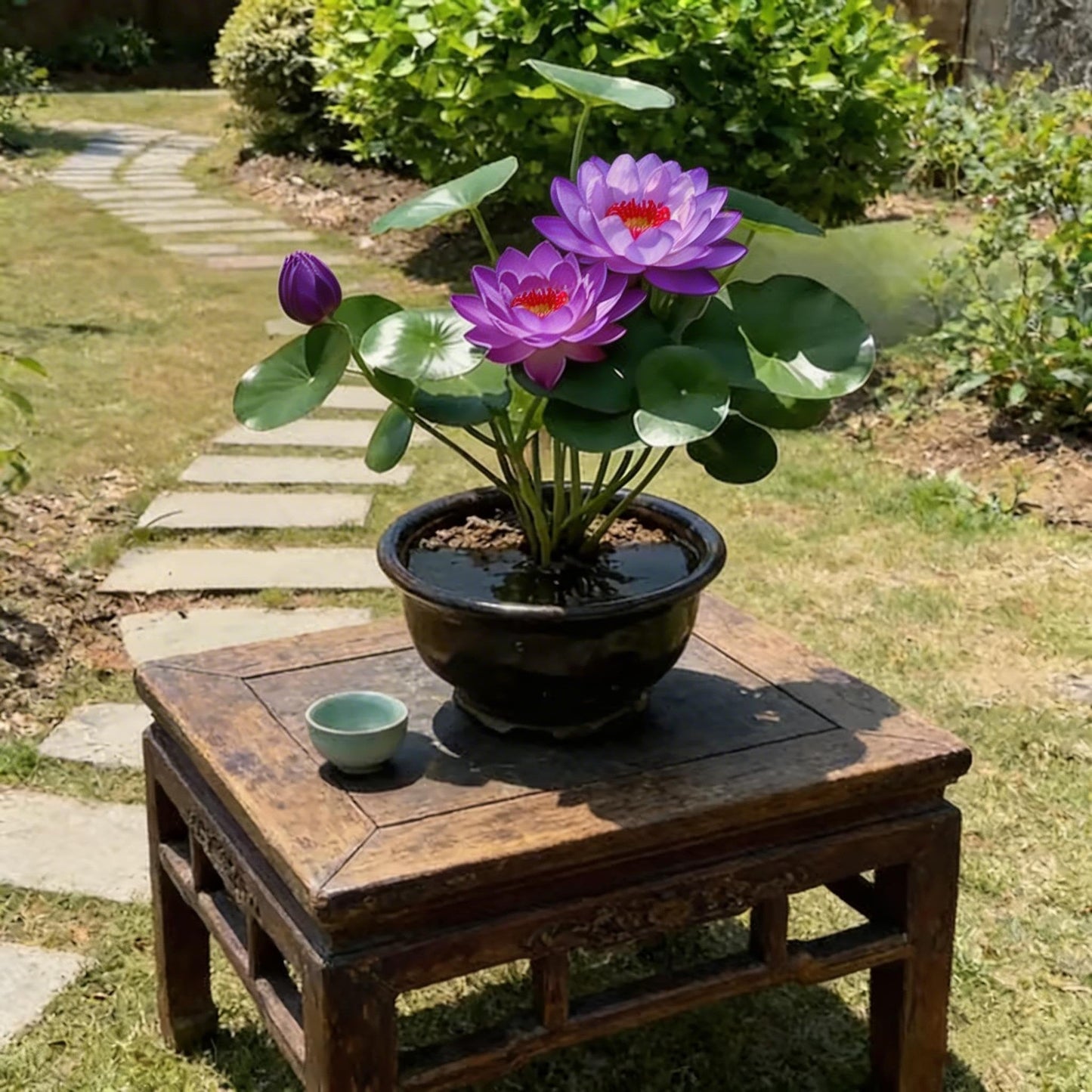 🌸[7 days germination]💐The Sacred Bonsai Bowl Lotus Flower Potted Plant