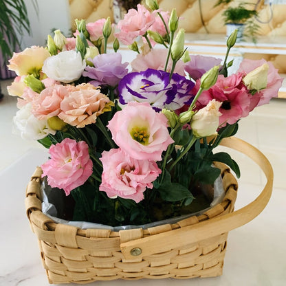 Sowing Lisianthus Flower Seeds for All Seasons🌿Suitable for Beginners