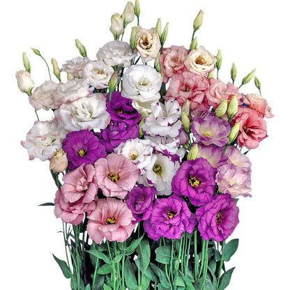 Sowing Lisianthus Flower Seeds for All Seasons🌿Suitable for Beginners