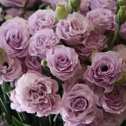 Sowing Lisianthus Flower Seeds for All Seasons🌿Suitable for Beginners