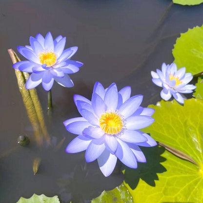 🔥 [7 days germination] Last Day Sale -49% OFF💐The Sacred Bonsai Bowl Lotus Flower