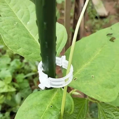 Reusable Plant Support Clips (100 clips)