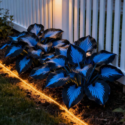 Premium Rare Hosta Seeds🌿Shade-Tolerant Plant