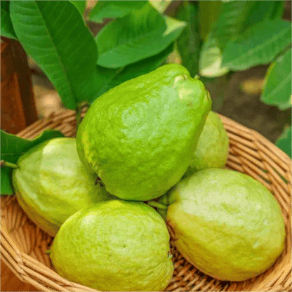 🔥 (New Harvest) Organic Pink Guava Seeds | 🌿Pre-Primed for High Germination (99% Germination)