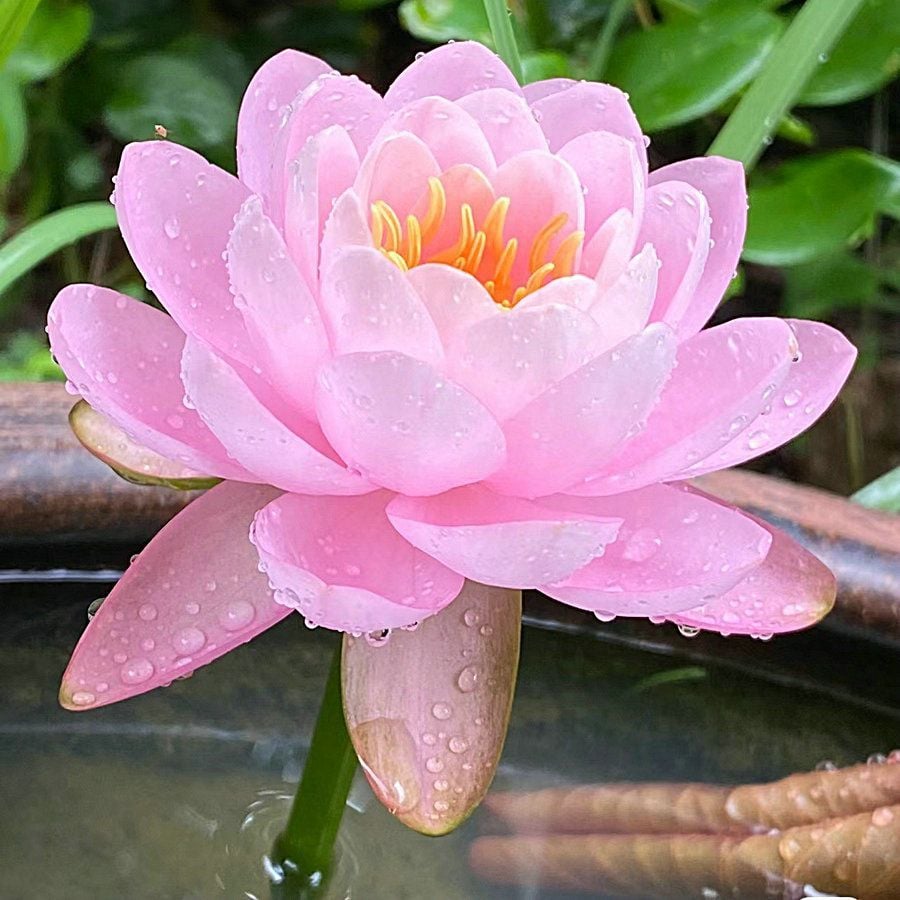 🔥 [7 days germination] Last Day Sale -49% OFF💐The Sacred Bonsai Bowl Lotus Flower
