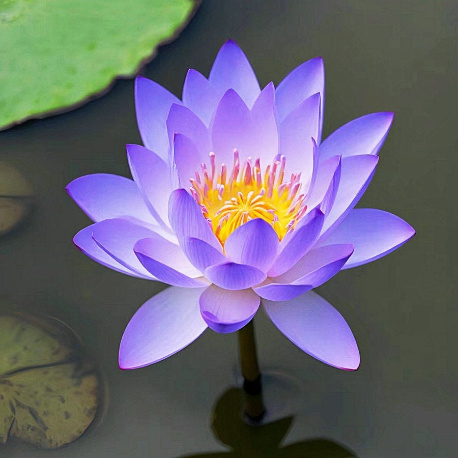 🔥 [7 days germination] Last Day Sale -49% OFF💐The Sacred Bonsai Bowl Lotus Flower