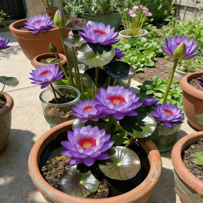 🌸[7 days germination]💐The Sacred Bonsai Bowl Lotus Flower Potted Plant