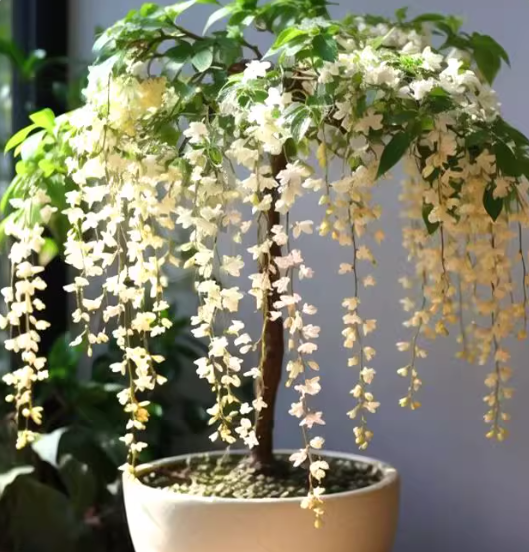 Winter-Friendly Hanging Jasmine—Dreamy Indoor Flower🌿❄️
