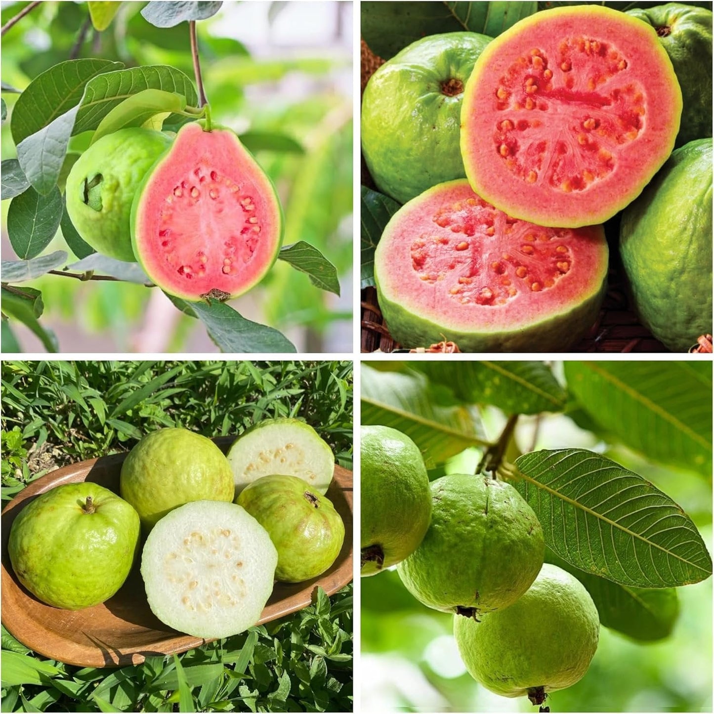 🔥 (New Harvest) Organic Pink Guava Seeds | 🌿Pre-Primed for High Germination (99% Germination)