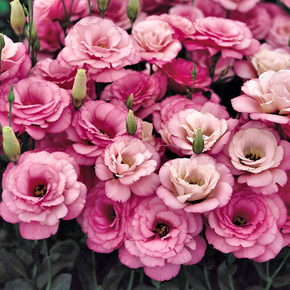Sowing Lisianthus Flower Seeds for All Seasons🌿Suitable for Beginners