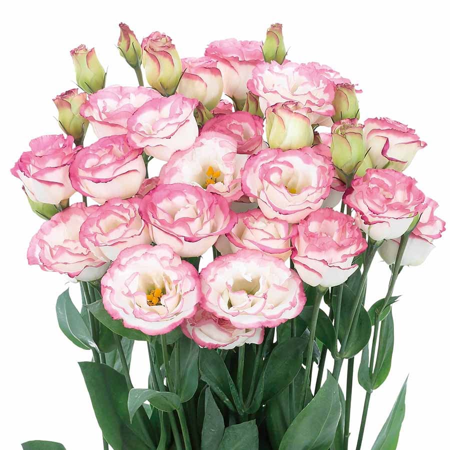Sowing Lisianthus Flower Seeds for All Seasons🌿Suitable for Beginners