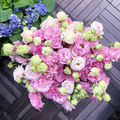 Sowing Lisianthus Flower Seeds for All Seasons🌿Suitable for Beginners
