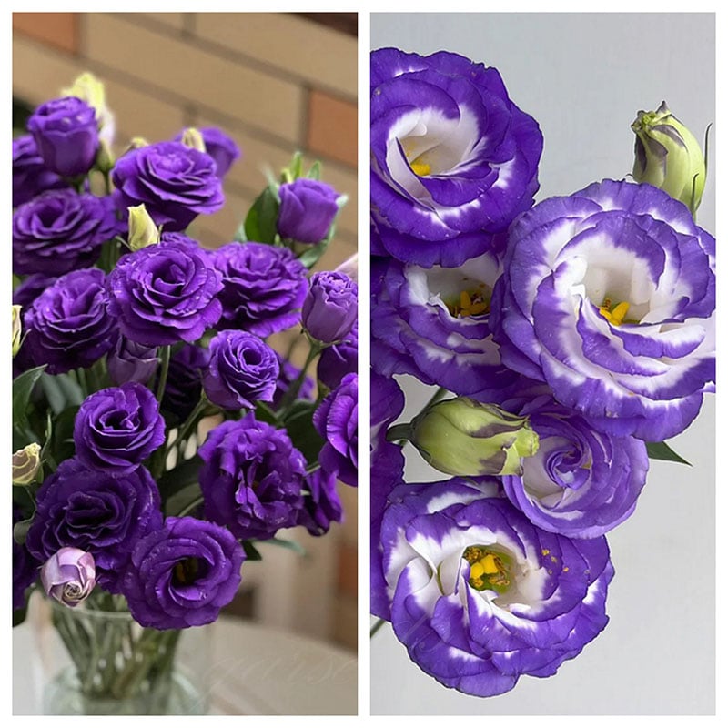 Sowing Lisianthus Flower Seeds for All Seasons🌿Suitable for Beginners