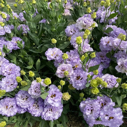 Sowing Lisianthus Flower Seeds for All Seasons🌿Suitable for Beginners