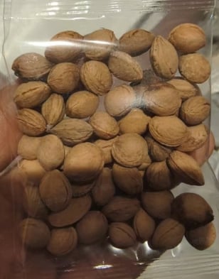 🍑 Heirloom Non-GMO Grafted Plum Tree Live Seeds