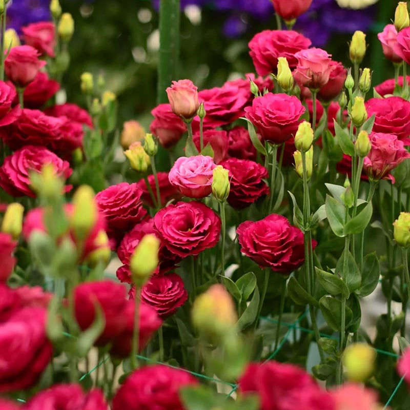 Sowing Lisianthus Flower Seeds for All Seasons🌿Suitable for Beginners