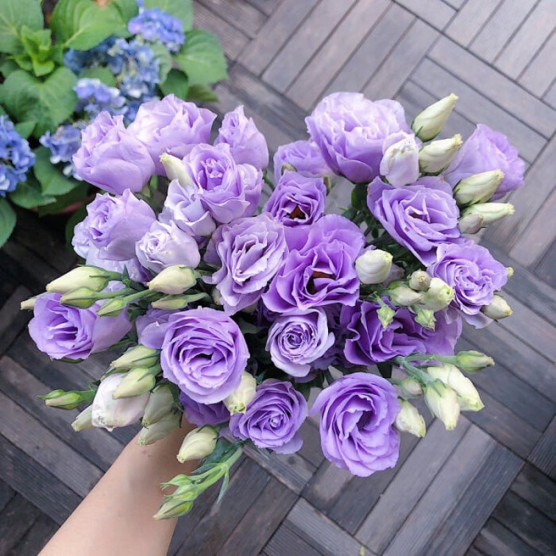 Sowing Lisianthus Flower Seeds for All Seasons🌿Suitable for Beginners