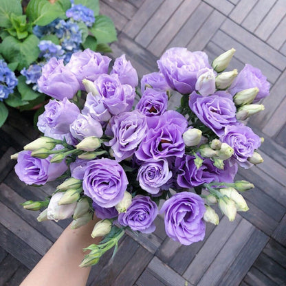 Sowing Lisianthus Flower Seeds for All Seasons🌿Suitable for Beginners