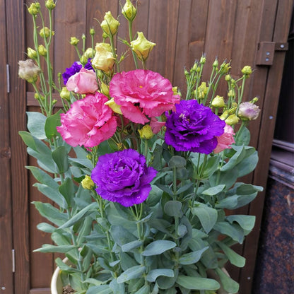 Sowing Lisianthus Flower Seeds for All Seasons🌿Suitable for Beginners