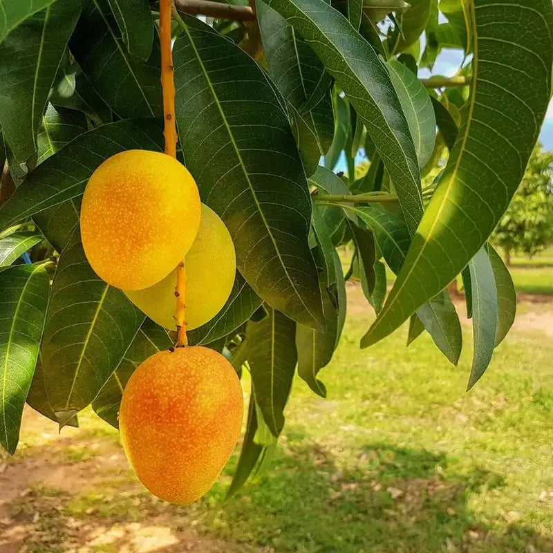 10PCS Extra-Sweet Superior Pink Mango for Plant seeds