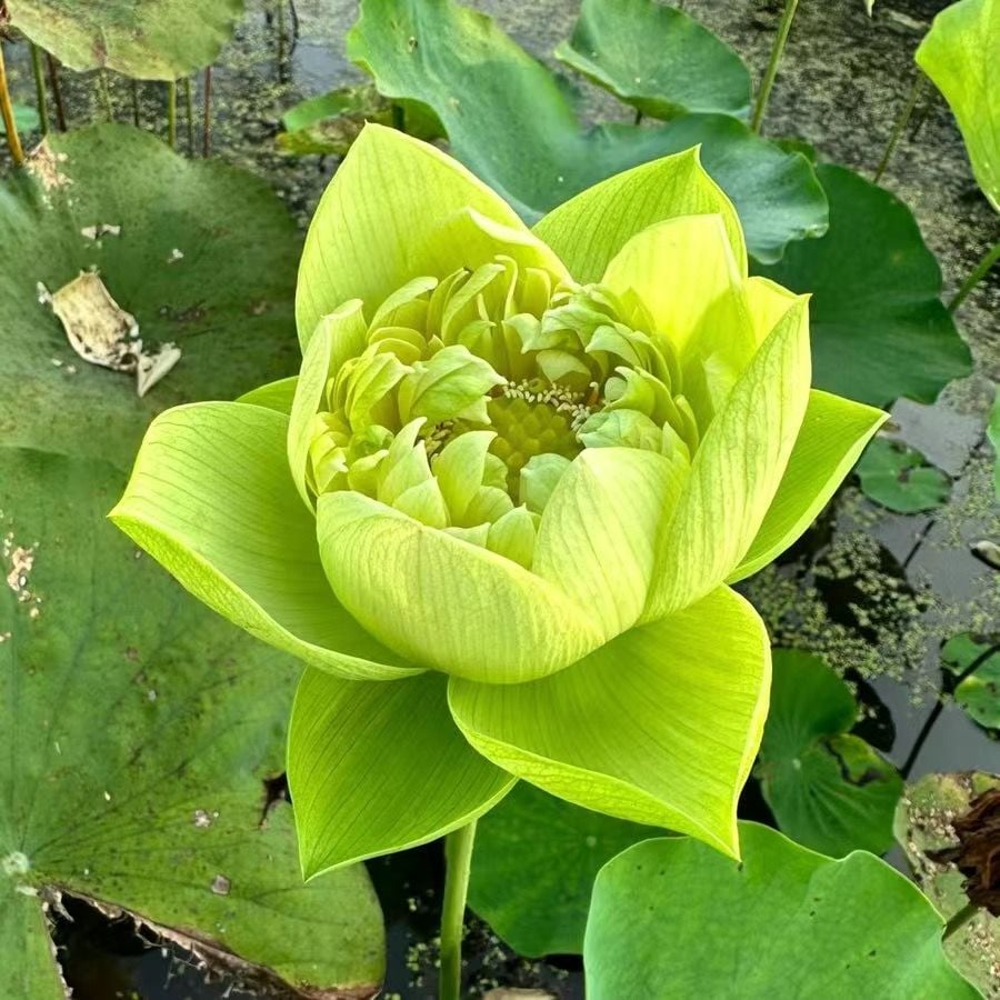 🔥 [7 days germination] Last Day Sale -49% OFF💐The Sacred Bonsai Bowl Lotus Flower