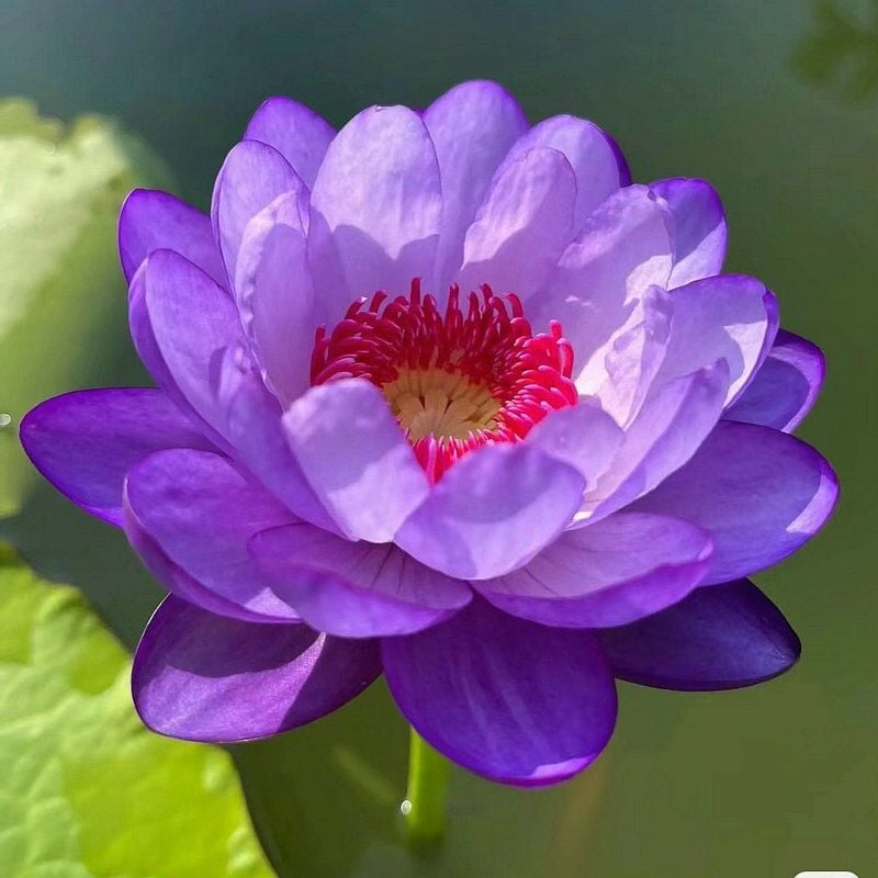 🔥 [7 days germination] Last Day Sale -49% OFF💐The Sacred Bonsai Bowl Lotus Flower