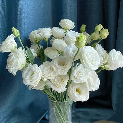 Sowing Lisianthus Flower Seeds for All Seasons🌿Suitable for Beginners