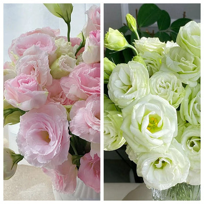 Sowing Lisianthus Flower Seeds for All Seasons🌿Suitable for Beginners