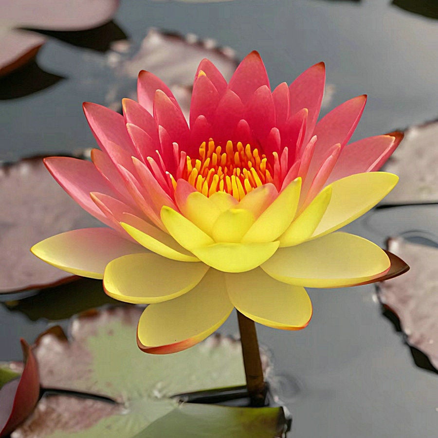 🔥 [7 days germination] Last Day Sale -49% OFF💐The Sacred Bonsai Bowl Lotus Flower