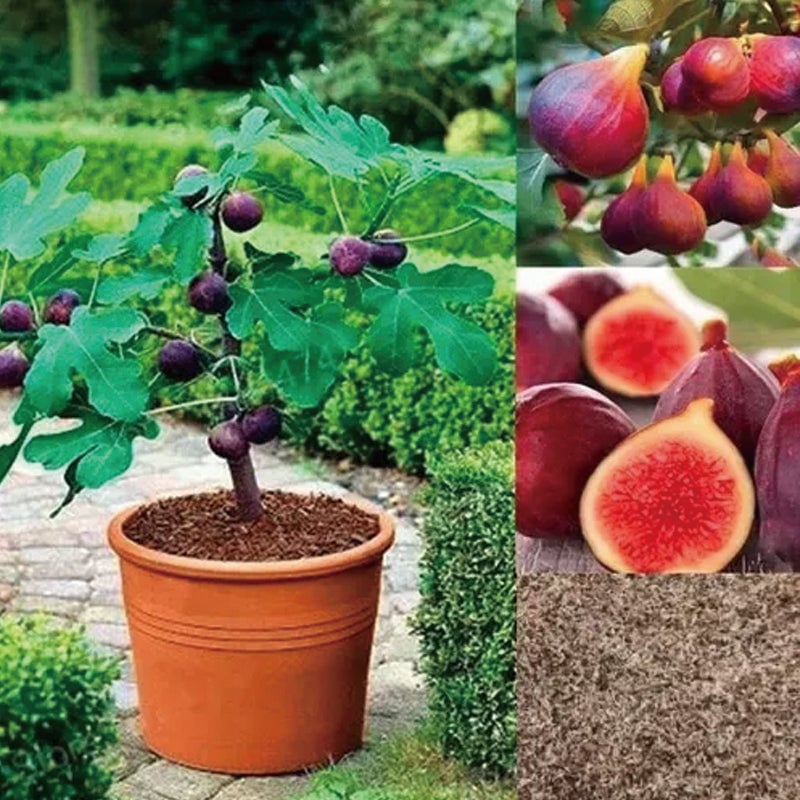 🌿Brown Turkey Fig Seeds