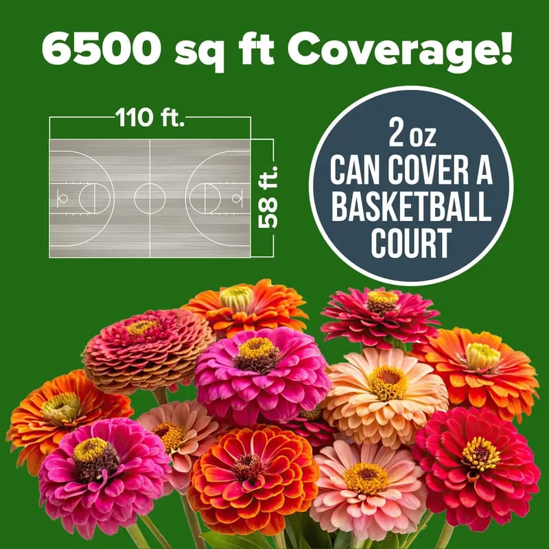 Zinnia Seeds - Pure Seeds - No Filler - USA Heirloom Flower Seeds