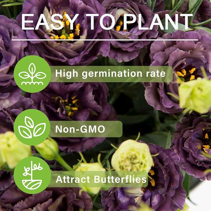 Sowing Lisianthus Flower Seeds for All Seasons🌿Suitable for Beginners