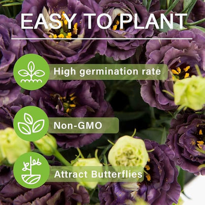 Sowing Lisianthus Flower Seeds for All Seasons🌿Suitable for Beginners