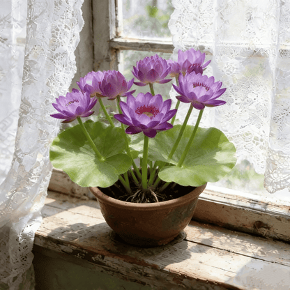 🌸[7 days germination]💐The Sacred Bonsai Bowl Lotus Flower Potted Plant