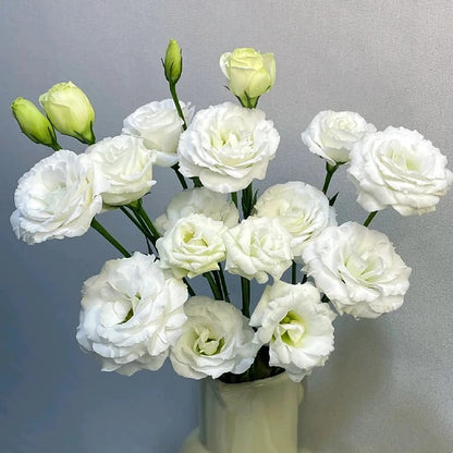 Sowing Lisianthus Flower Seeds for All Seasons🌿Suitable for Beginners