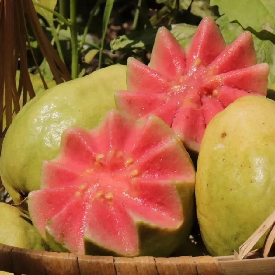 🔥 (New Harvest) Organic Pink Guava Seeds | 🌿Pre-Primed for High Germination (99% Germination)