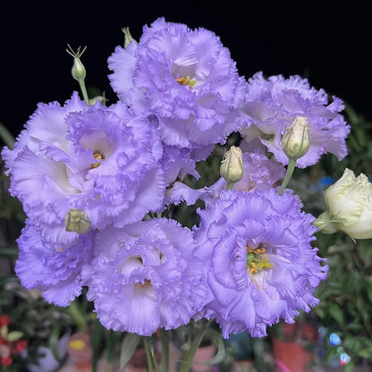 Sowing Lisianthus Flower Seeds for All Seasons🌿Suitable for Beginners