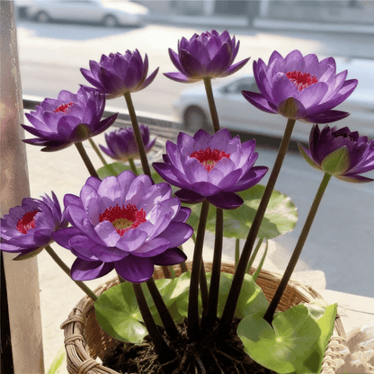 🌸[7 days germination]💐The Sacred Bonsai Bowl Lotus Flower Potted Plant