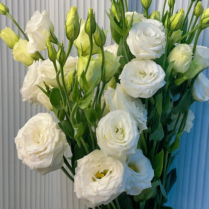 Sowing Lisianthus Flower Seeds for All Seasons🌿Suitable for Beginners