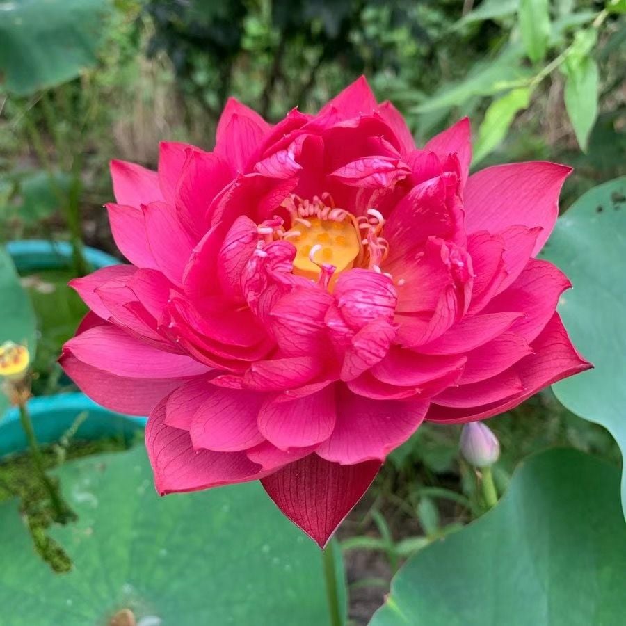 🔥 [7 days germination] Last Day Sale -49% OFF💐The Sacred Bonsai Bowl Lotus Flower