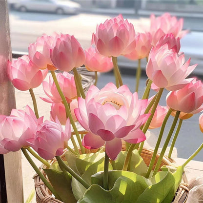 🌸[7 days germination]💐The Sacred Bonsai Bowl Lotus Flower Potted Plant