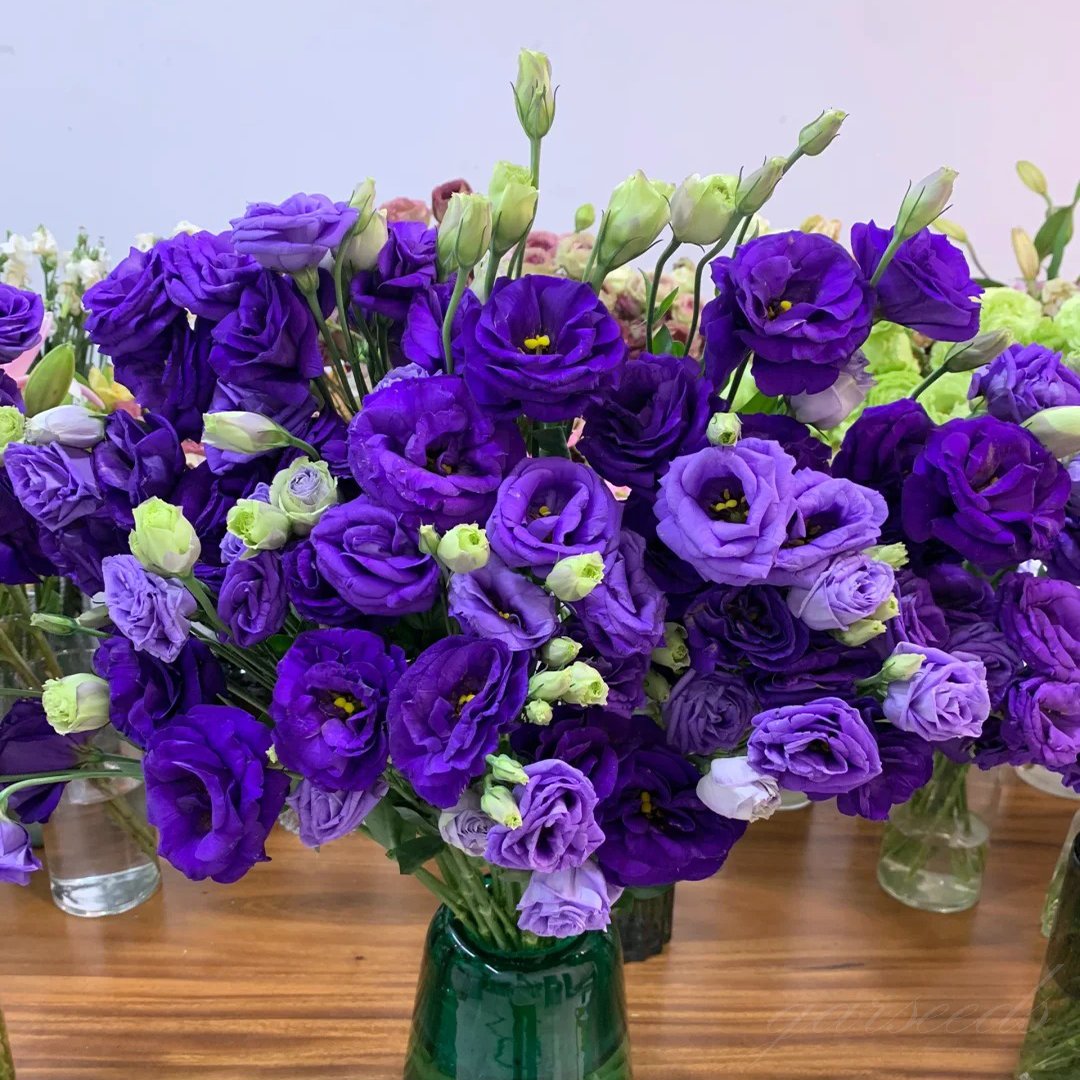Sowing Lisianthus Flower Seeds for All Seasons🌿Suitable for Beginners
