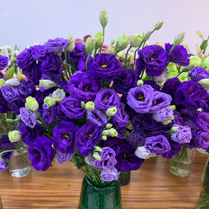 Sowing Lisianthus Flower Seeds for All Seasons🌿Suitable for Beginners