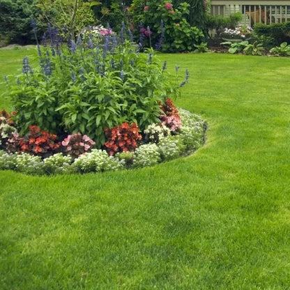🌱 Four Seasons Evergreen Dwarf Grass Seed | Create Your Perfect Lawn, Starting Here!